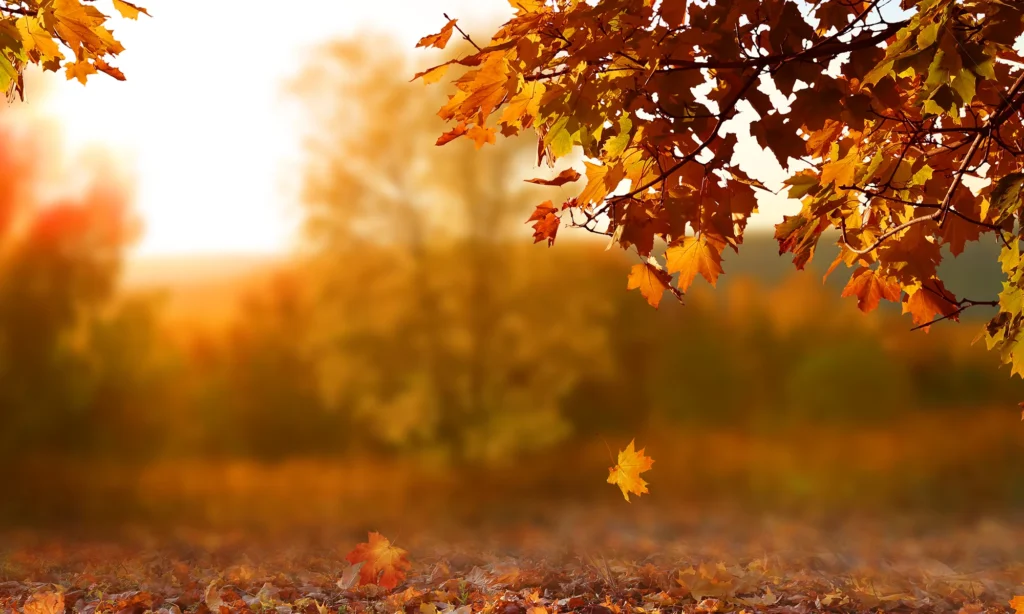 blogFcontent imagesF Fall